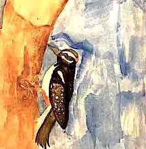 woodpecker aniya t